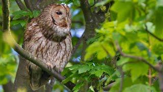 Tawny owl calling to his mate