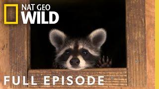 Raccoons Gone Wild (Full Episode) | Bandit Patrol