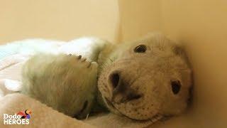 Watch This Tiny Baby Rescue Seal Grow Up and Swim Back to the Wild! | The Dodo Heroes Season 2