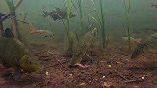 I Captured Fish Behavior NEVER SEEN BEFORE! After Putting My Camera in The Canal!