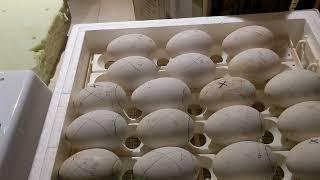 Added 6 Pilgrim goose eggs to the incubator