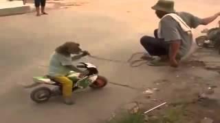 Смешная обезьяна и Мотоцикл РЖАКА ГОН СМЕШНО / Funny monkey and Motorcycle