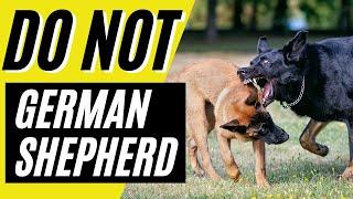 7 Reasons You SHOULD NOT Get a German Shepherd