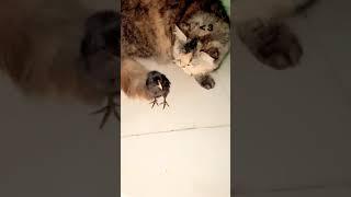 Animals Fun time #like# #subscribe#