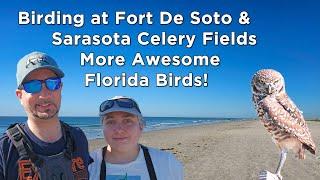 Birding Fort De Soto and Sarasota Celery Fields   TONS of AWESOME Florida Birds (p2)