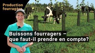 Haies fourragères – Les bases pour se lancer dans l'alimentation des feuillus