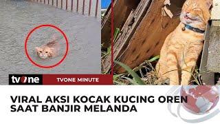 Viral Aksi Kucing Oren di Tengah Banjir, Netizen: Agak laen | tvOne Minute