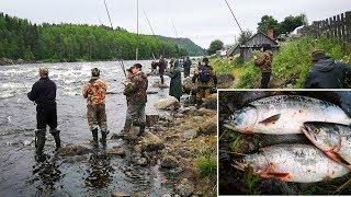 УДАЧНАЯ  РЫБАЛКА НА ГОРБУШУ   /SUCCESSFUL FISHING FOR SALMON