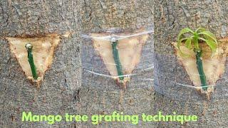 आम की ग्राफ्टिंग का बिल्कुल नया तरीका | grafting mango trees #grafting #gardening #viral #2025