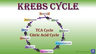 11: Krebs Cycle/ TCA Cycle/ Citric acid Cycle | Carbohydrates Metabolism | Biochemistry