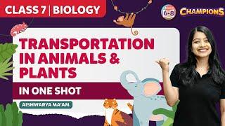 Transportation in Animals and Plants Class 7 Science (Biology) in One-Shot | CBSE Class 7 Exams 2023