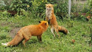 FAST & PLAYFUL  Lisa and Foxie Foxes