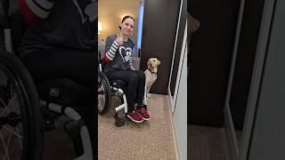 Service Dog Jojo helps me get my shoes.  This is only one of ️‍️  #servicedoglife #dogtravel