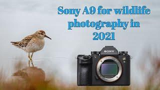 Is the Sony A9 worth buying for wildlife photography in 2021?