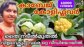 കാബേജ്,കോളിഫ്ലവർ | തൈ നടീൽ മുതൽ വിളവെടുപ്പ്‌വരെ|Cabbage and Cauliflower|Cultivation to Harvesting|