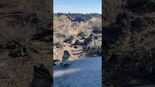 Work Session Short  ‍ Craters of the Moon | En Plein Air | Idaho | chipmunks