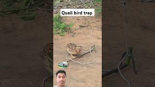 Quail bird trap /#birdtrap #trap #shorts #birds