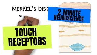 2-Minute Neuroscience: Touch Receptors