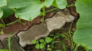 July 25, 2020 garden update: leaf rust problems