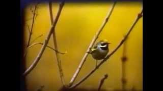 Golden winged Warbler in Kent, February 1989.