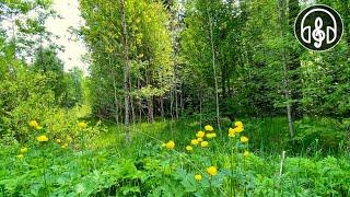 Успокояваща смесена гора и птичи песни. Славей, кукувица, кос. 12 часа видео.