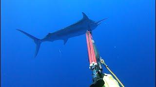 Spearfishing Black Marlin Australia