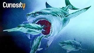 How The Megalodon Reached Its Impressive Size | Breakthrough