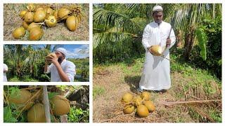 Best Coconuts in Guyana 