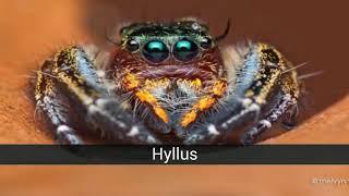 Laba-laba aneh dan paling mengejutkan
