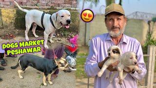 Dogs Mandi | Dogs Market Peshawar 2023 | Khyber Social Tv