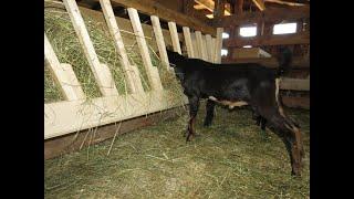 Homestead homemade goat feeder- No Waste!