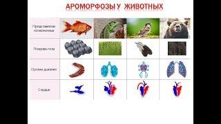 Ароморфозы позвоночных животных. Видео и таблицы