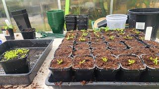 How to seperate Nepenthes seedlings for the best chance at success!!!