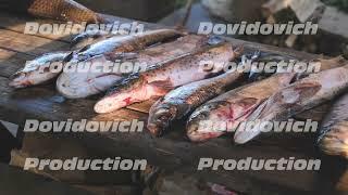 A variety of river fish from the Amur River on the fisherman's table.