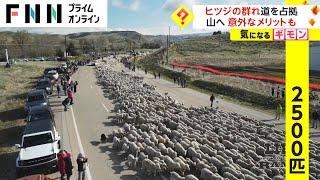 ヒツジの群れが道を占拠　山へ 意外なメリットも