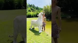 Animal's Funny #shorts #viralshorts #funny #viral #tiktok (2)