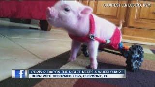 Chris P. Bacon is an internet star!