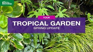 TROPICAL garden & greenhouse tour | Spring update
