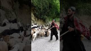 Gujjar Bakarwals of & Kashmir with their great herders of goat and sheep Migrating towards Deosai