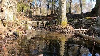 Green Screen Background a small stream in the woods/Chroma Key Backgrounds