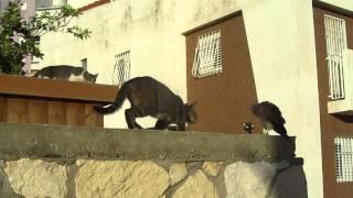 Cat Vs Falcon  (may 22 2013)