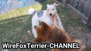 Shiba Inu vs. Wire Fox Terrier