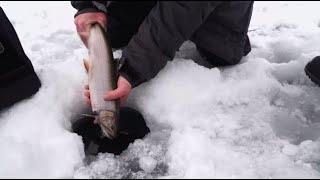 Csf 34 01 Ice fishing Trout