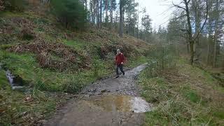 PEAK DISTRICT WOODLAND TRAIL WALK - 4K Forest Trail Walk in the Peak District UK