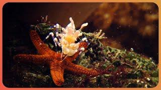 Creatures Of The Deep: Coral Reefs and Marine Wildlife (4K Documentary)