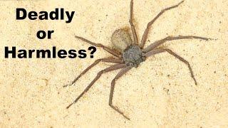 DEADLIEST SPIDER ON THE PLANET... is a Total Wimp?