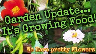 Amazing Garden Update/ We Finally Have Food on the Vine! Keep Planting Seeds#victorygarden