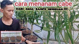 cara menanam cabe merah agar berbuah lebat.#cabe #cabemerah #petani #ooktani93