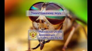 Мухи - дезинсекция и обработка