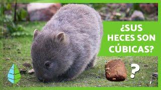 10 CURIOSIDADES sobre los WOMBATS  ¿Se DEFIENDEN con el TRASERO?